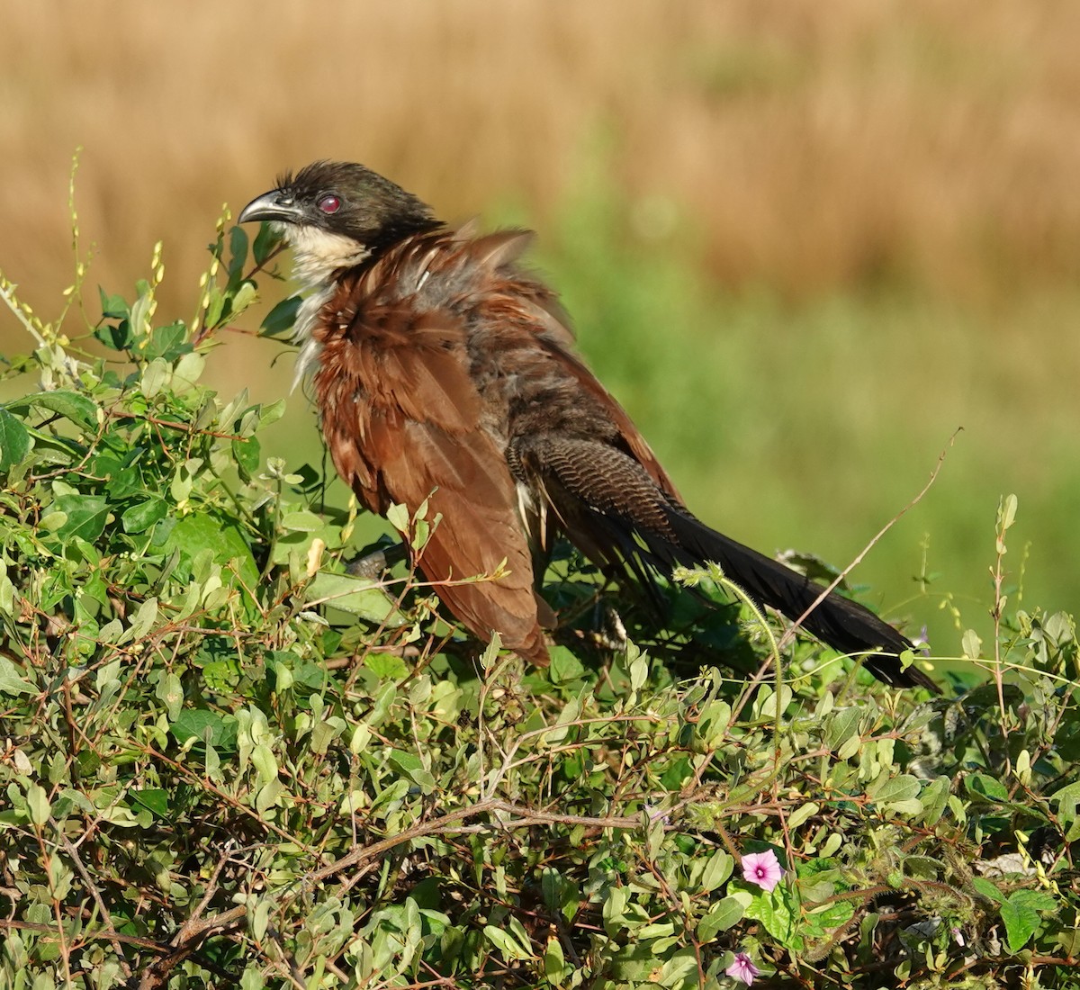 Burchell's Coucal - ML656117718