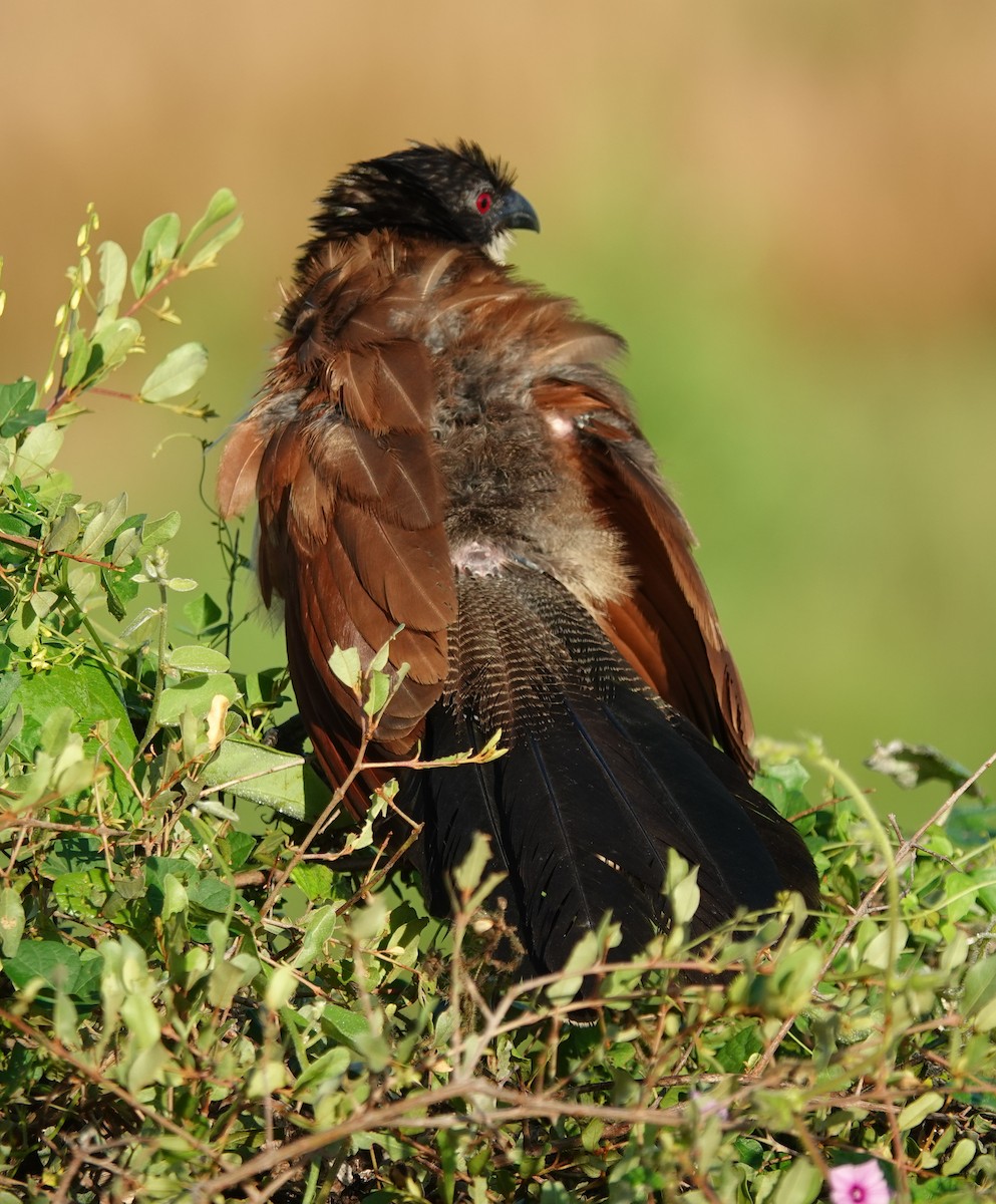 Burchell's Coucal - ML656117719