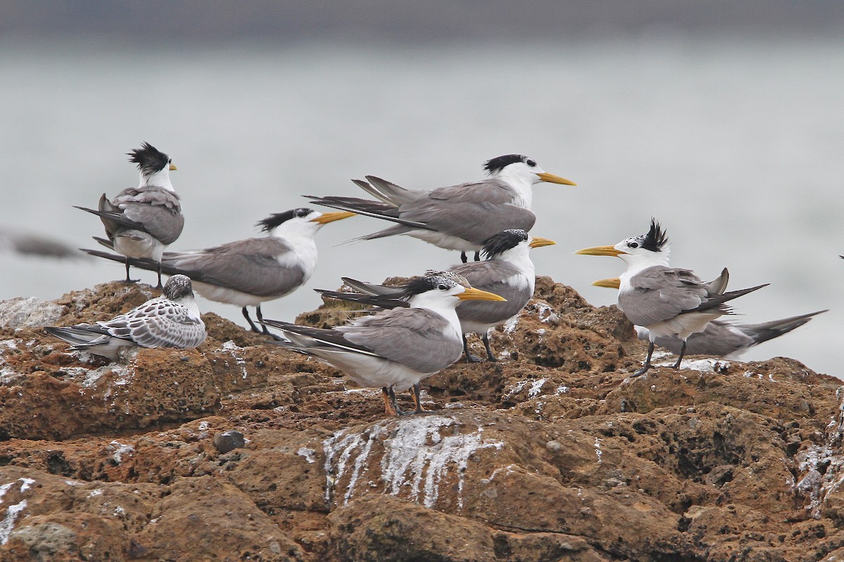 Great Crested Tern - ML65611831