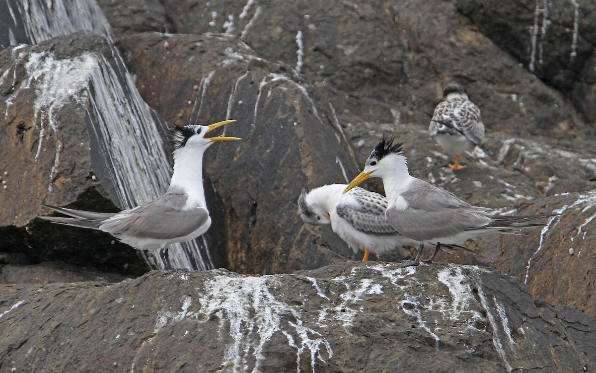 Great Crested Tern - ML65611841