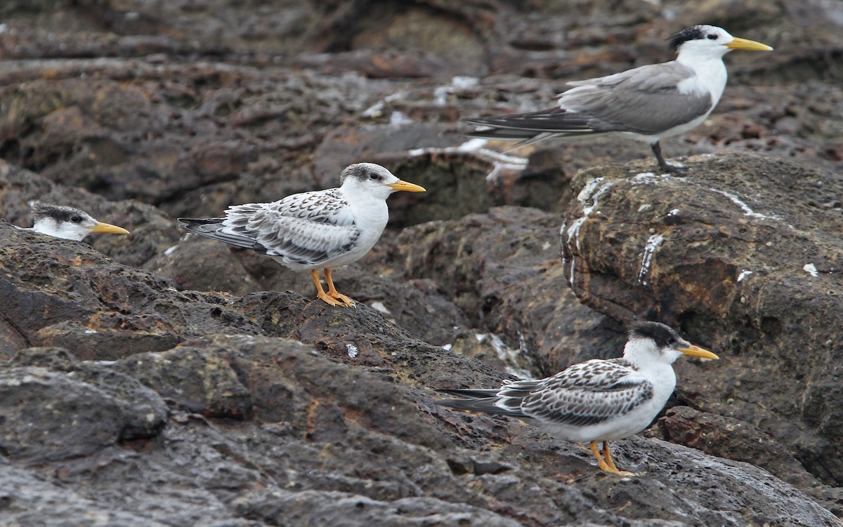 Great Crested Tern - ML65611851