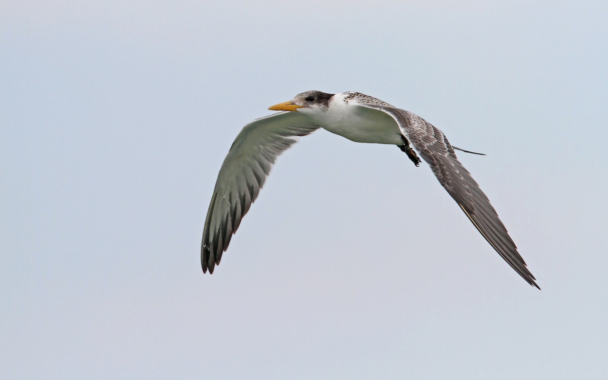 Great Crested Tern - ML65611871