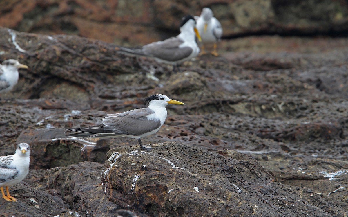 Great Crested Tern - ML65611881