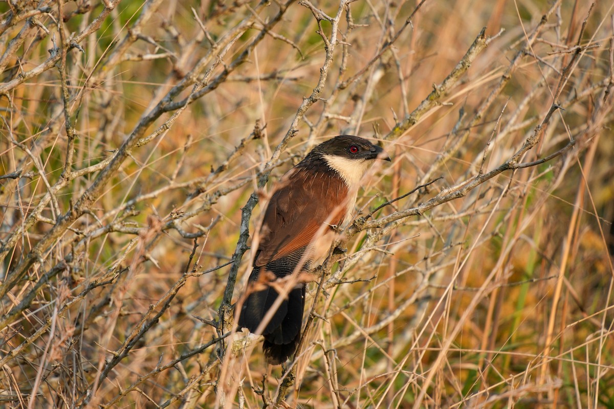Burchell's Coucal - ML656118849