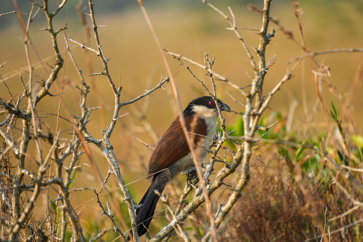 Burchell's Coucal - ML656118861