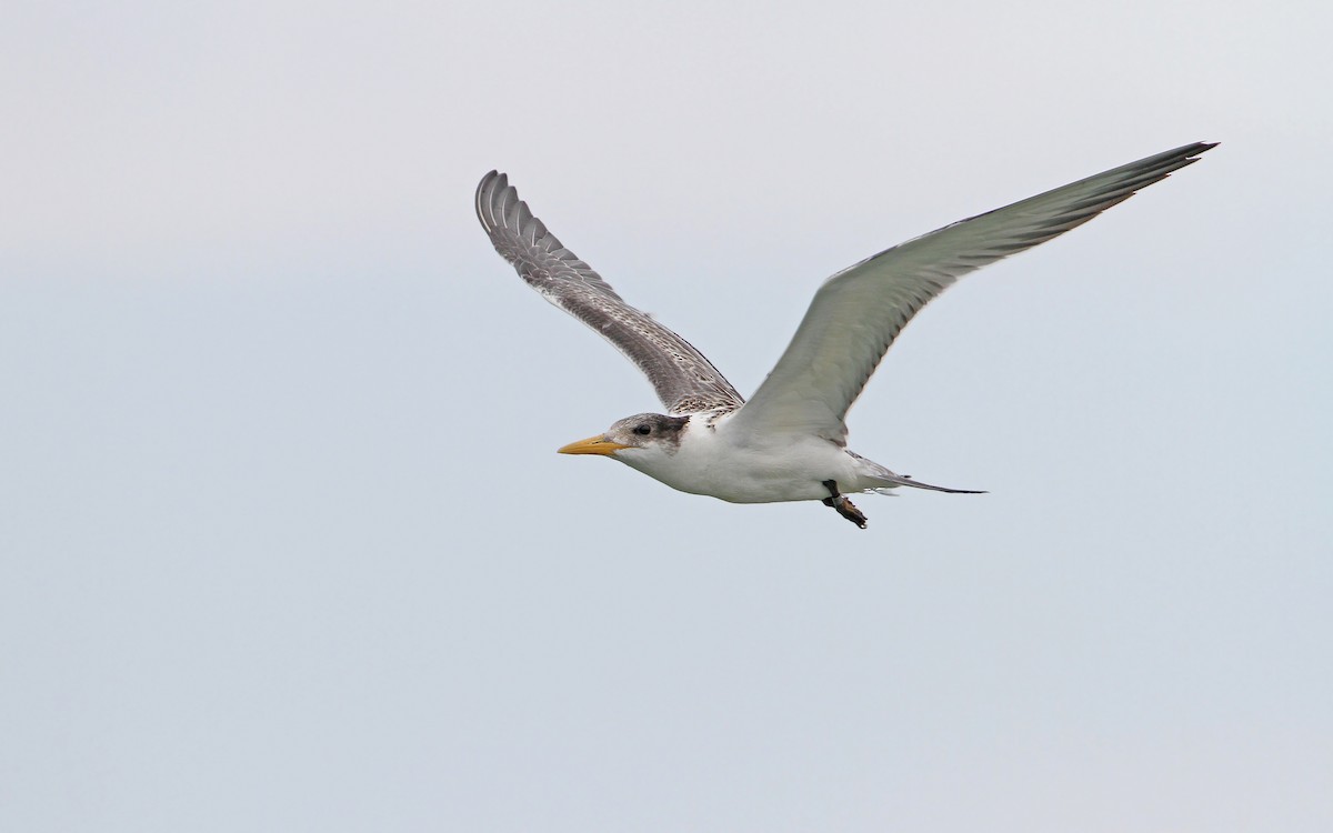 Great Crested Tern - ML65611891