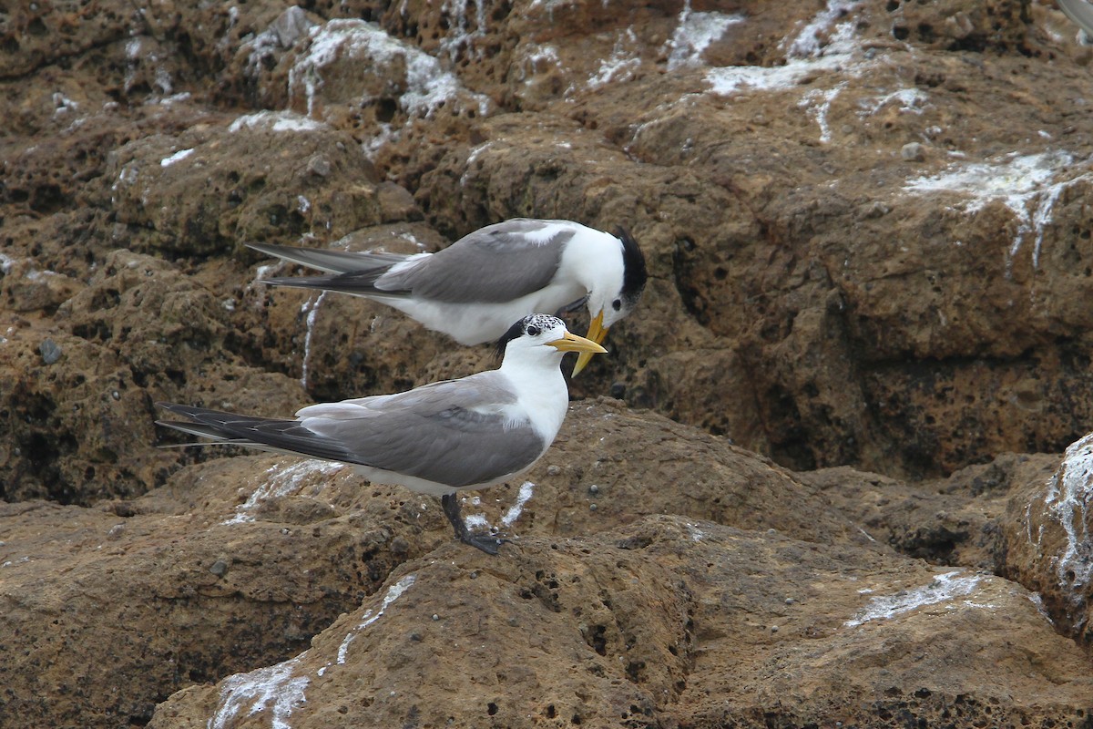 Great Crested Tern - ML65611921