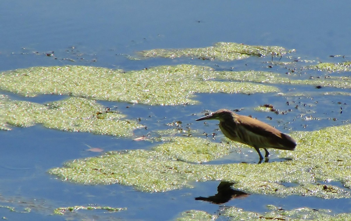 Squacco Heron - ML65612161