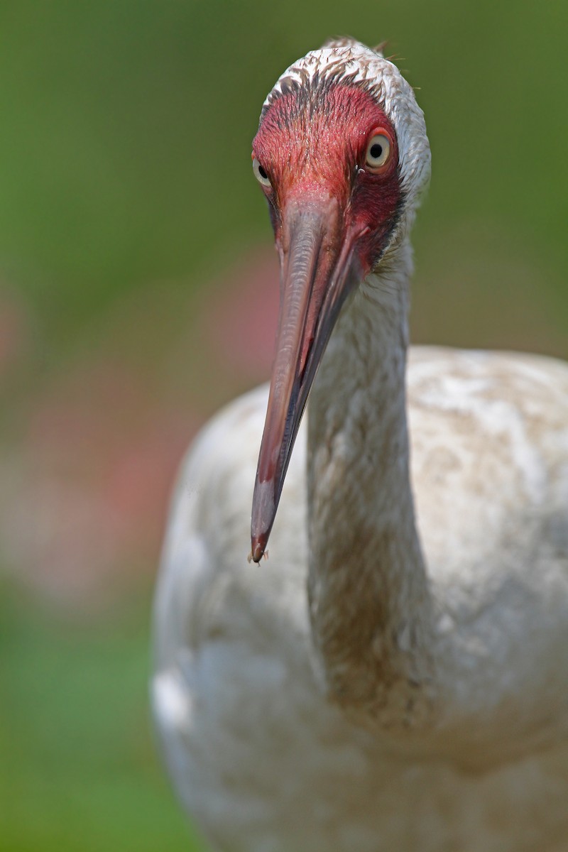 Kurrilo siberiarra - ML65612261