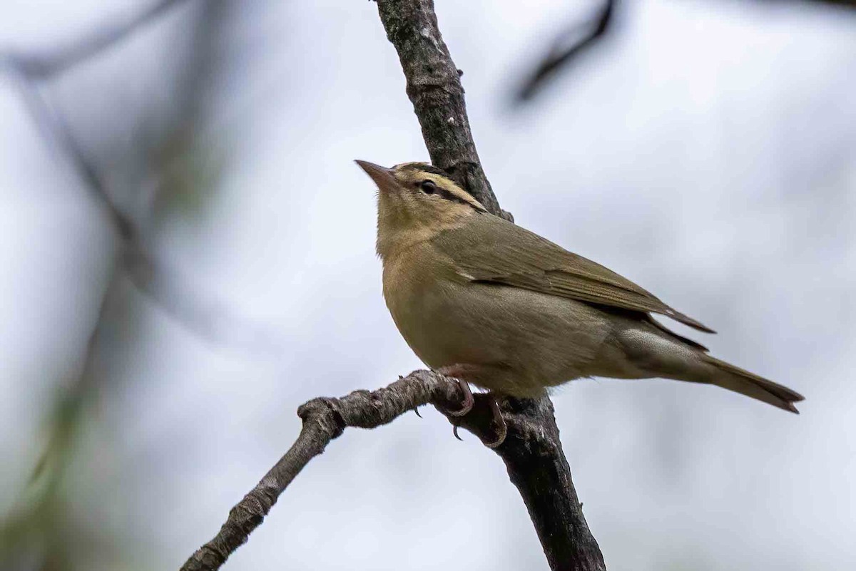 Worm-eating Warbler - ML656122706