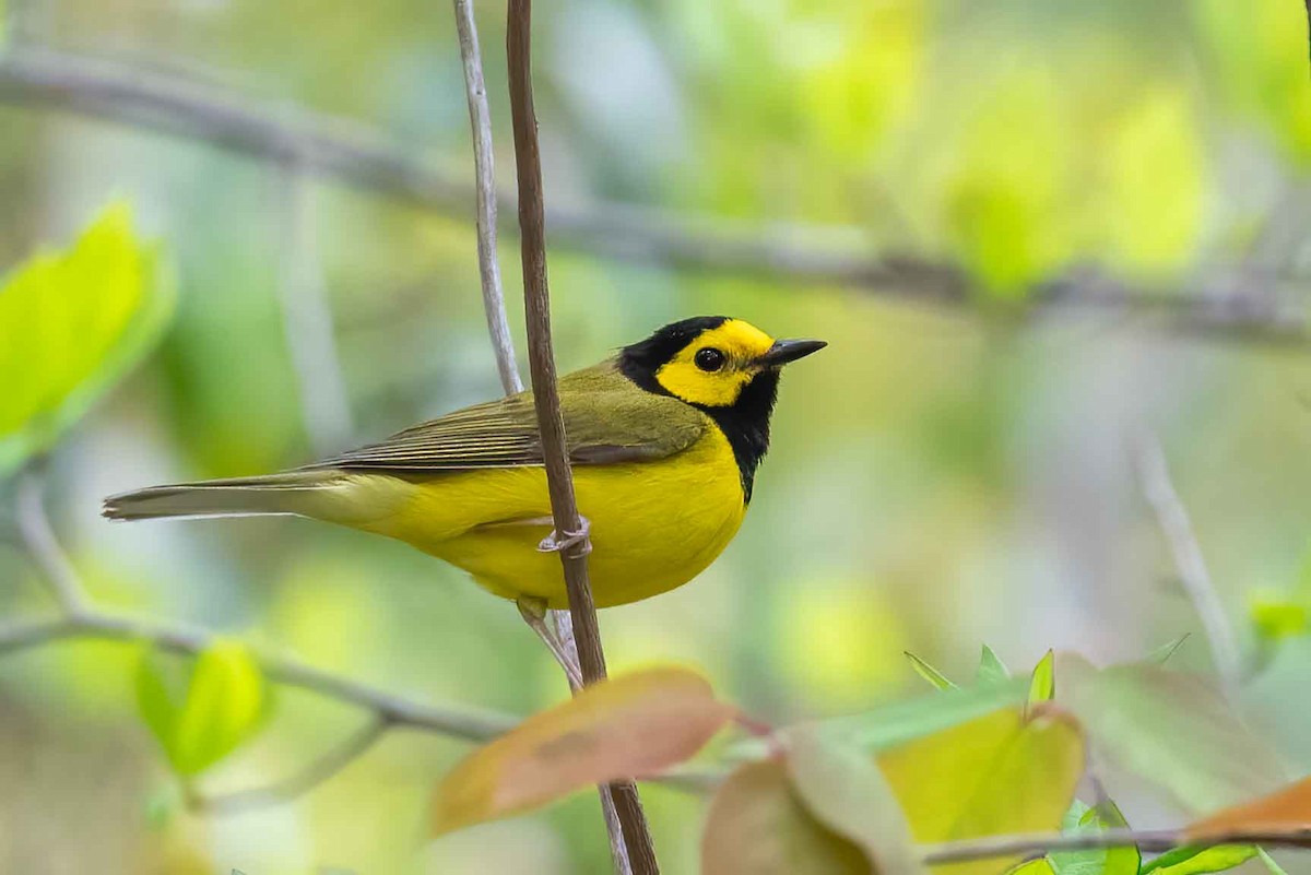Hooded Warbler - ML656122746