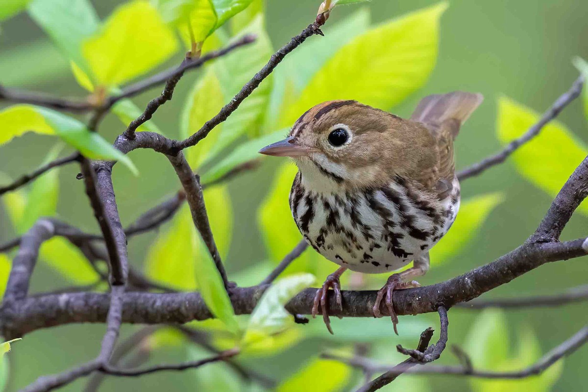 Ovenbird - ML656122765