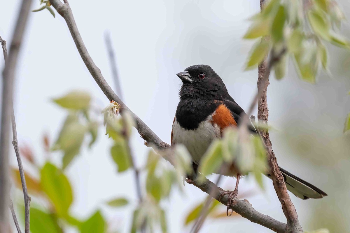 Eastern Towhee - ML656122778