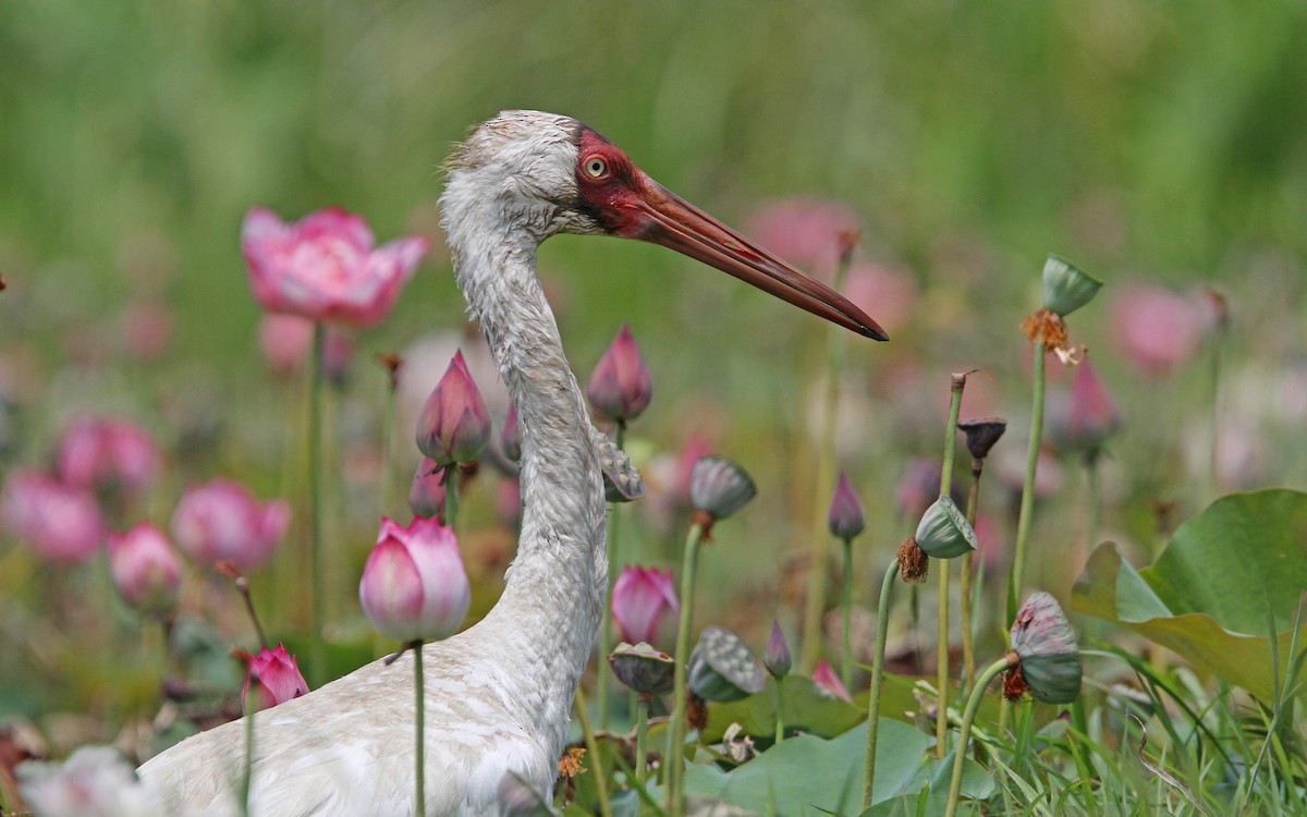 Siberian Crane - Christoph Moning