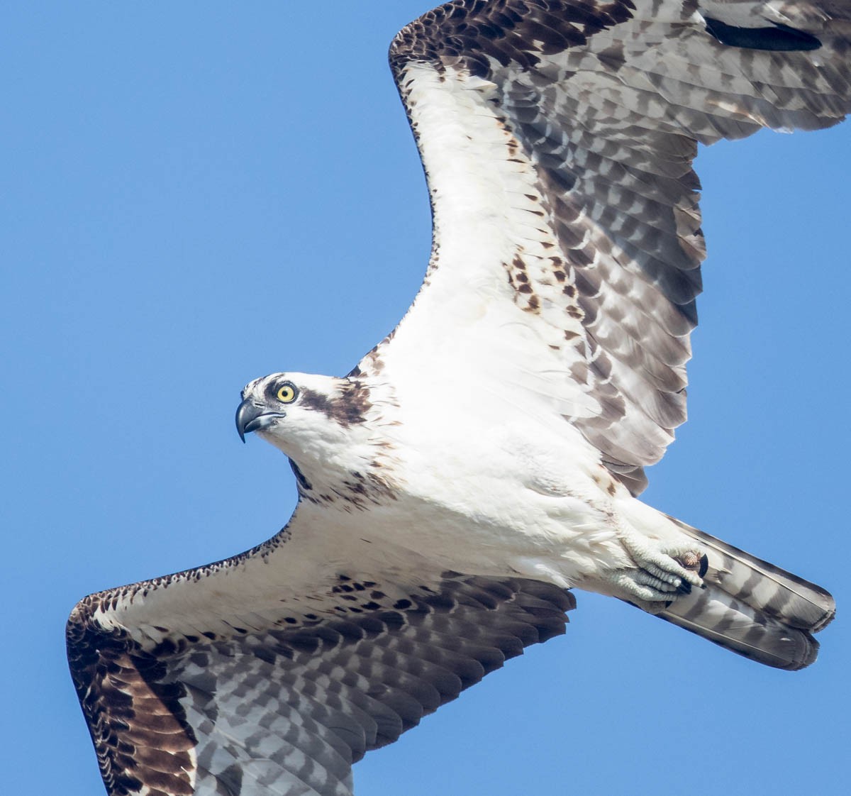 Águila Pescadora - ML65612341