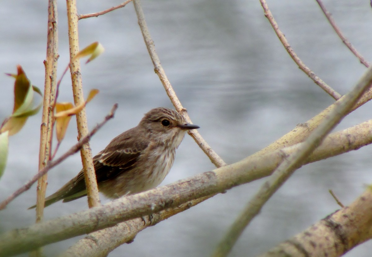 Spotted Flycatcher - ML65612391