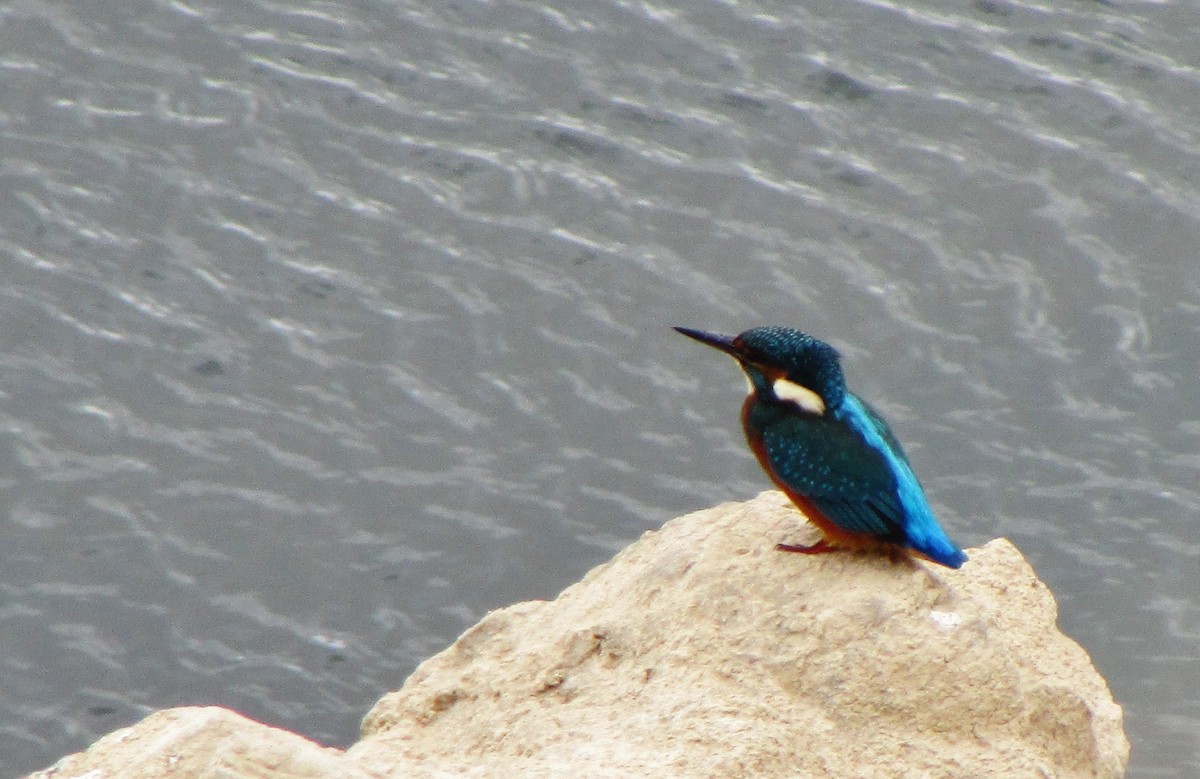 Common Kingfisher - ML65612411