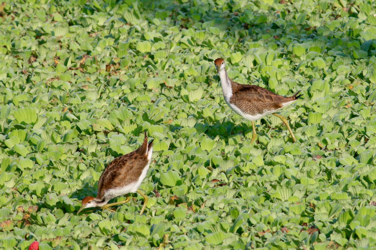 Pheasant-tailed Jacana - ML65612521