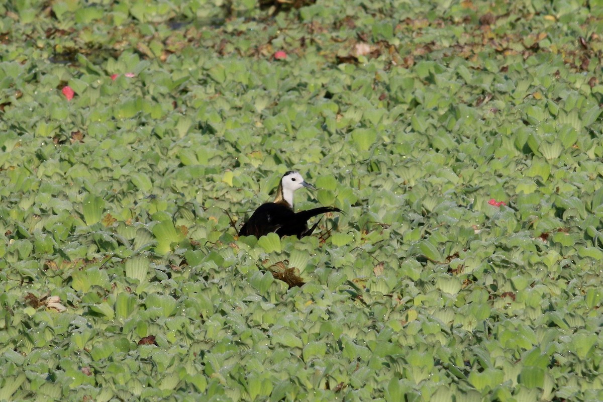 Pheasant-tailed Jacana - Cassie  Liu