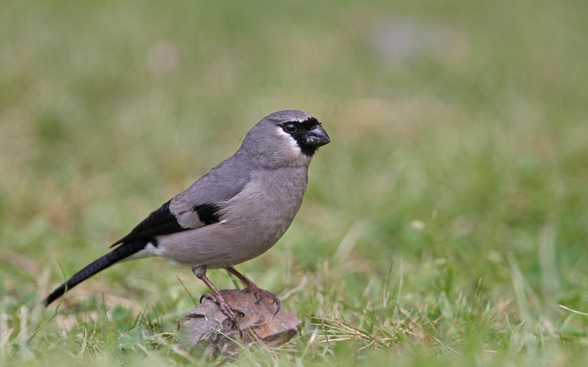 Taiwan Bullfinch - Christoph Moning