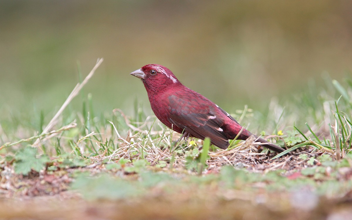 Taiwan Rosefinch - Christoph Moning