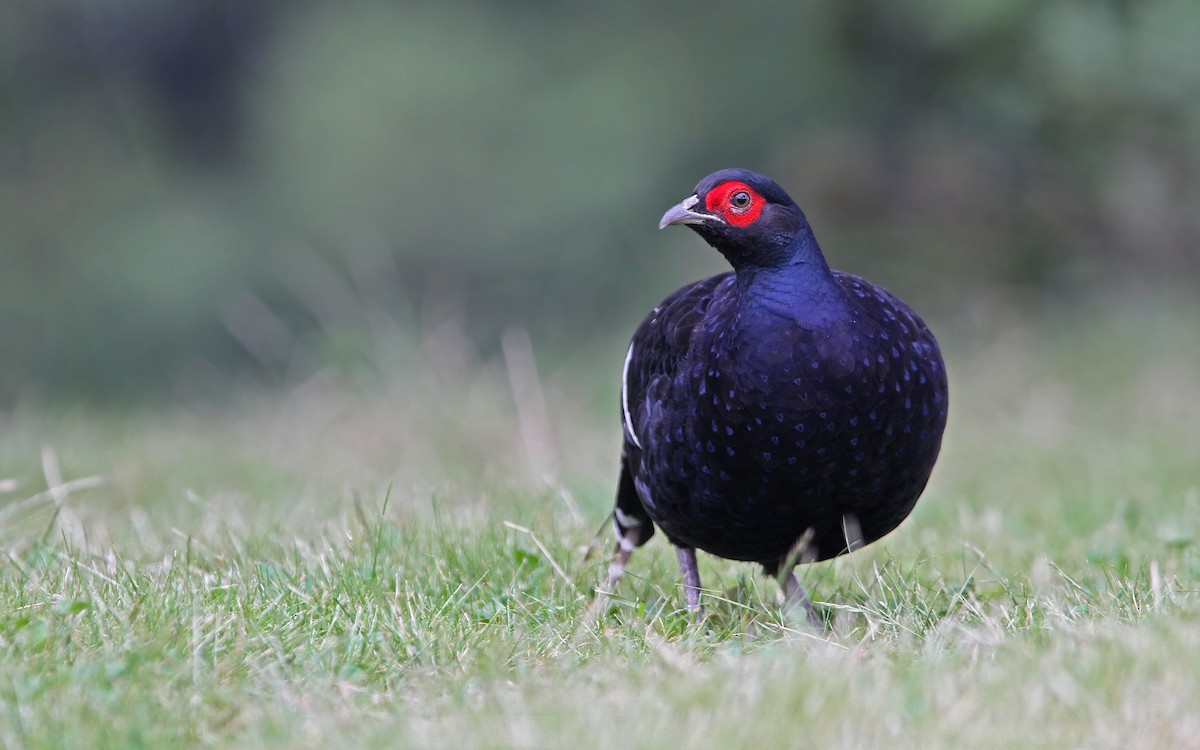 Mikado Pheasant - ML65612691