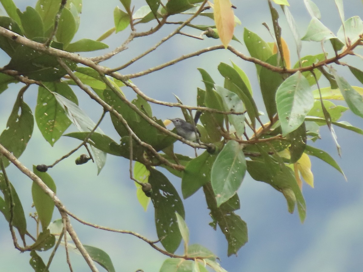 Slate-throated Gnatcatcher - ML656127000