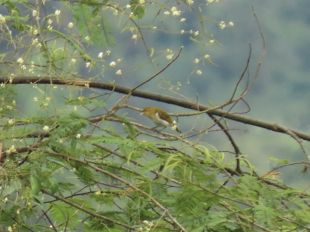 Scarlet-and-white Tanager - ML656127055
