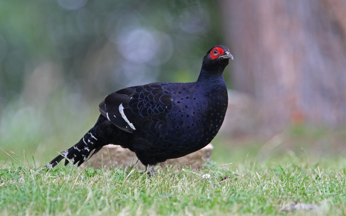 Mikado Pheasant - Christoph Moning