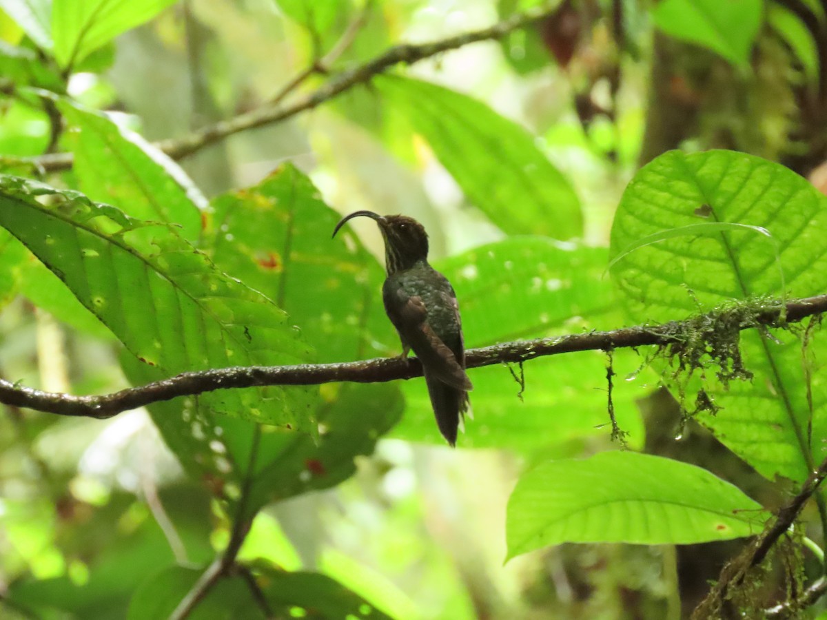 White-tipped Sicklebill - ML656127153