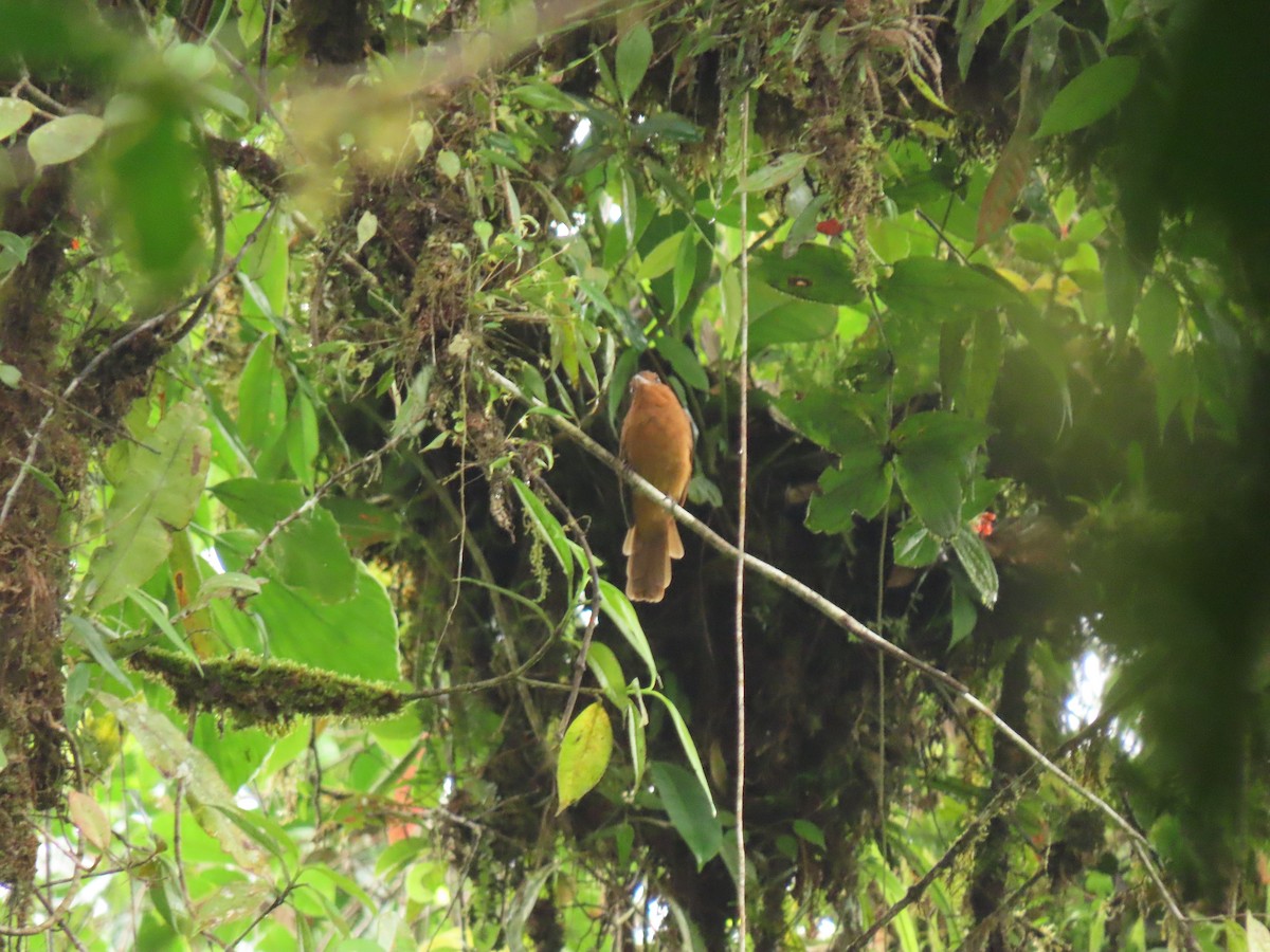 Rufous Piha - ML656127209