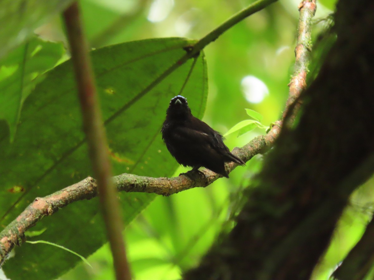 Velvety Manakin - ML656127223