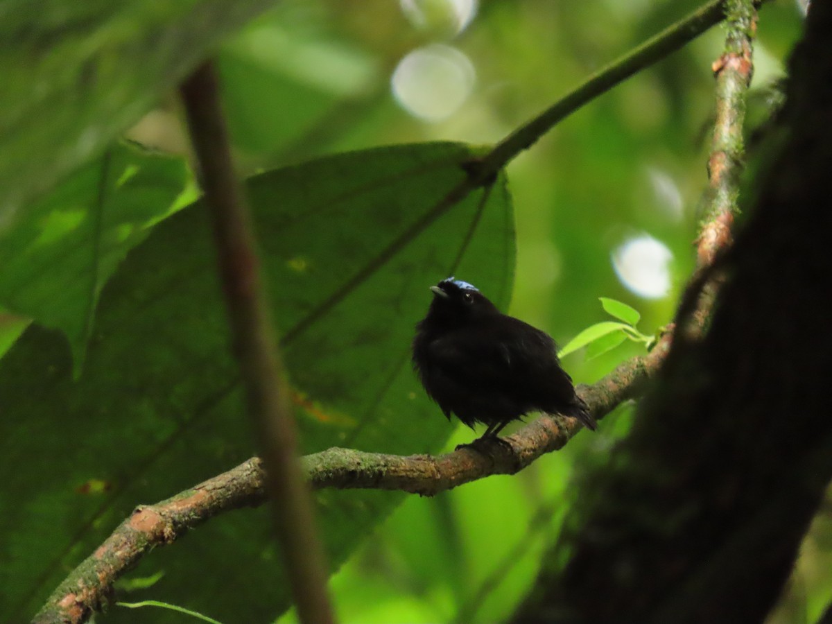 Velvety Manakin - ML656127224