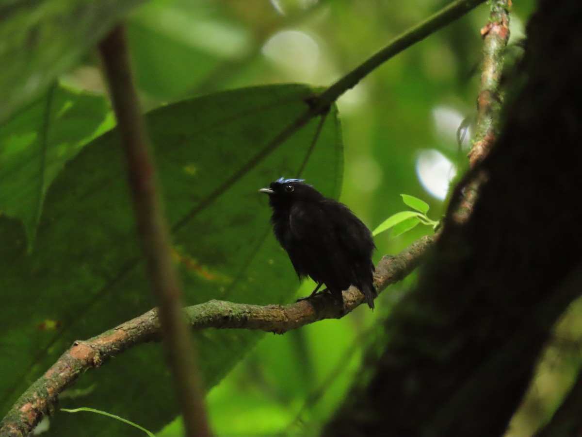 Velvety Manakin - ML656127225