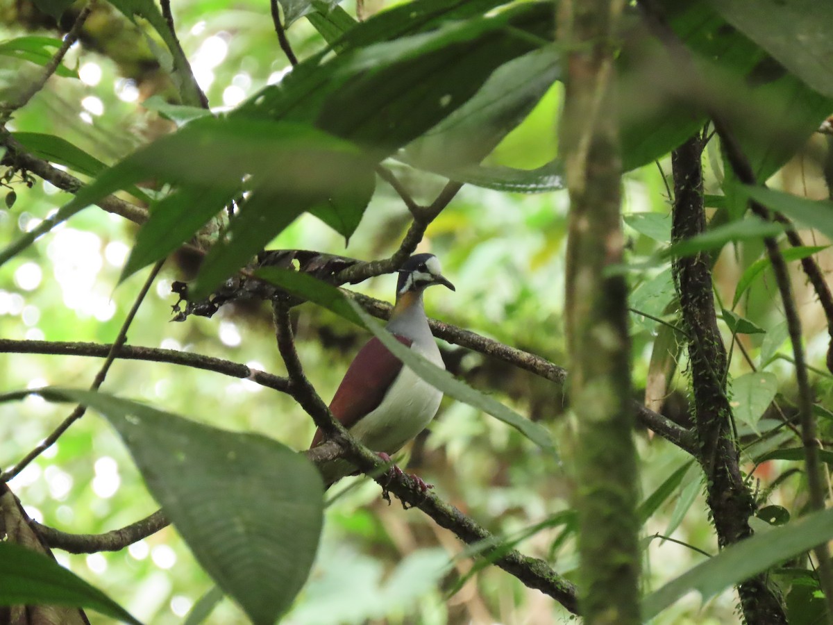 Purple Quail-Dove - ML656127289