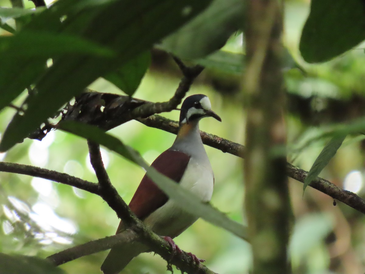 Purple Quail-Dove - ML656127290