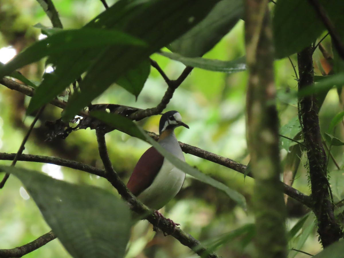 Purple Quail-Dove - ML656127291