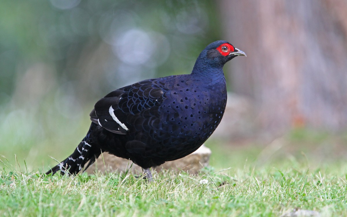 Mikado Pheasant - ML65612731