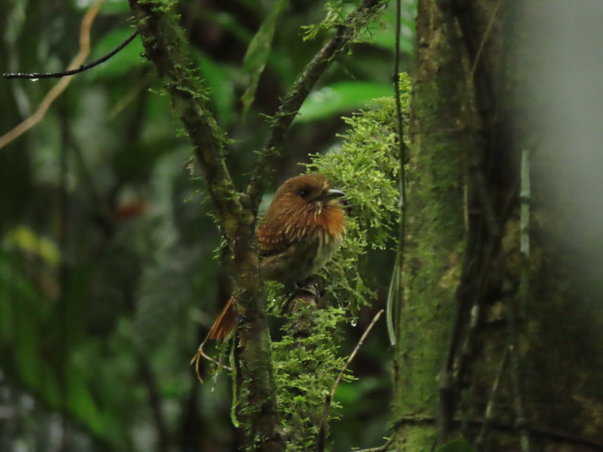 White-whiskered Puffbird - ML656127385