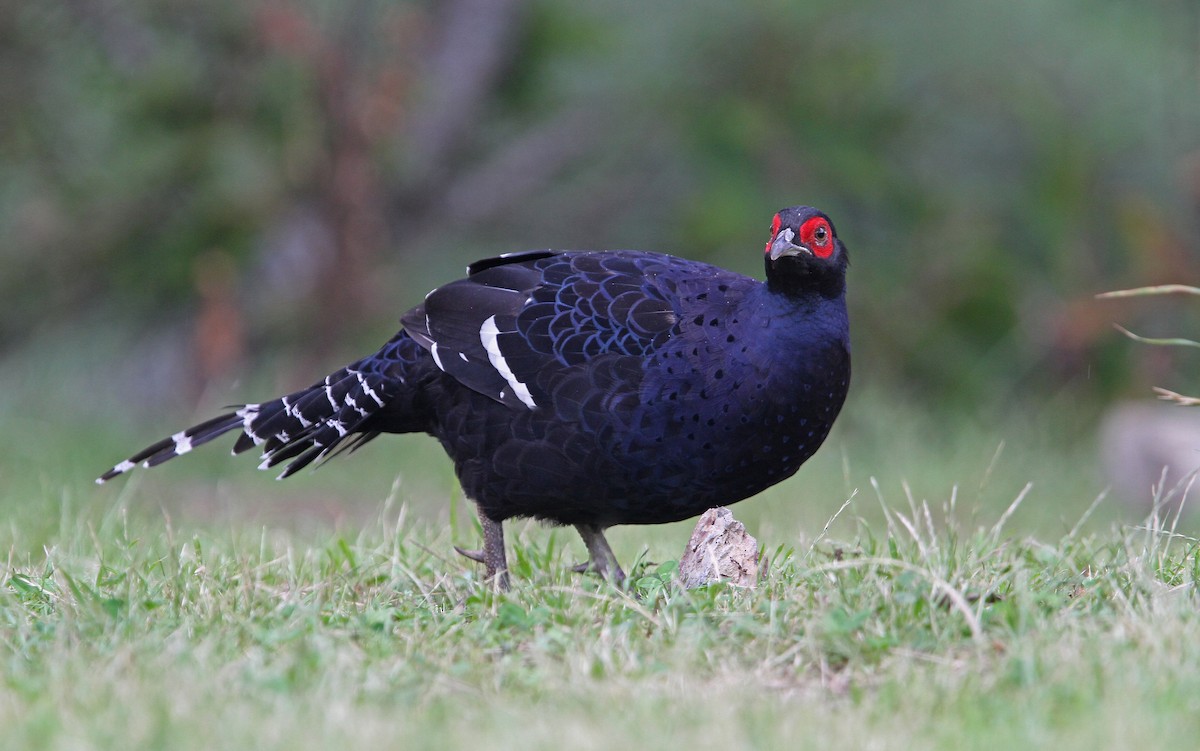 Mikado Pheasant - ML65612741