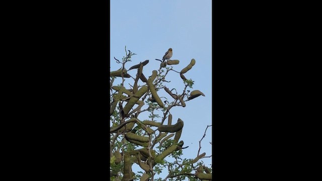 Verdin - ML656128185