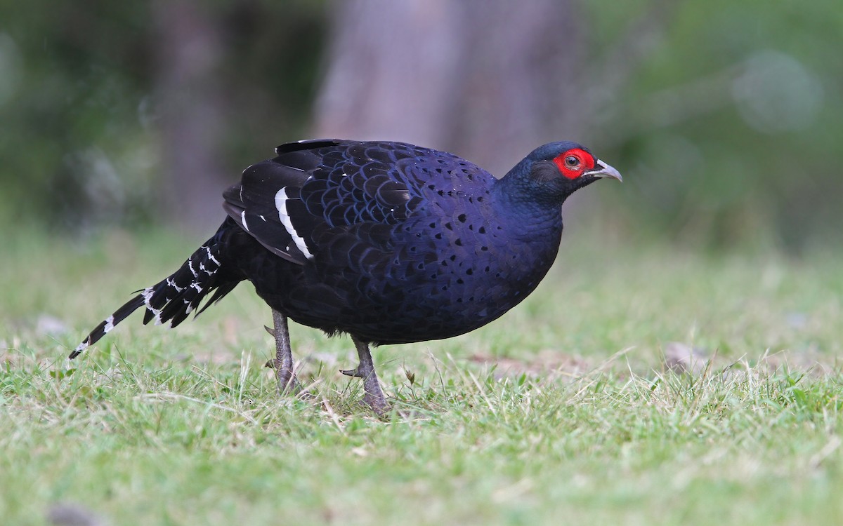 Mikado Pheasant - Christoph Moning