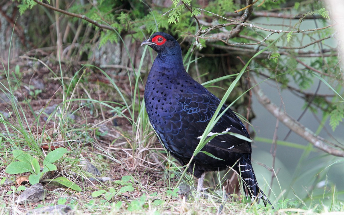 Mikado Pheasant - ML65612871