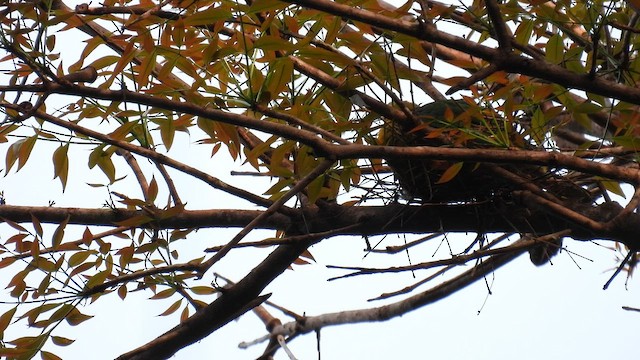 Yellow-breasted Fruit-Dove - ML656128954