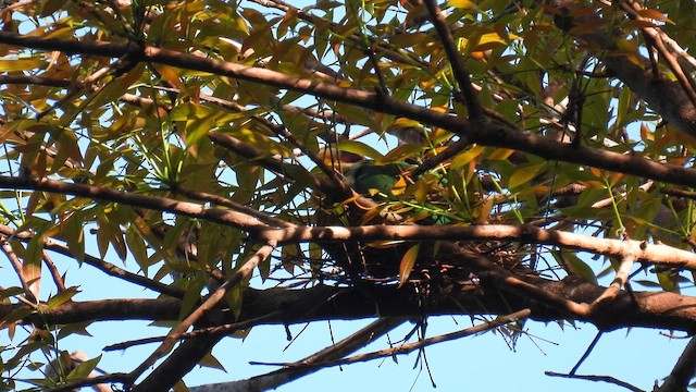 Yellow-breasted Fruit-Dove - ML656128955