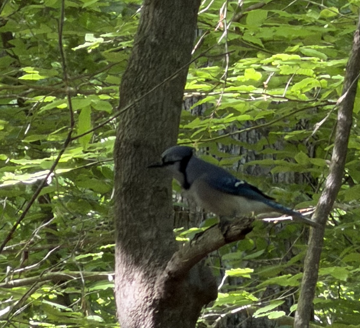 Blue Jay - ML656129195