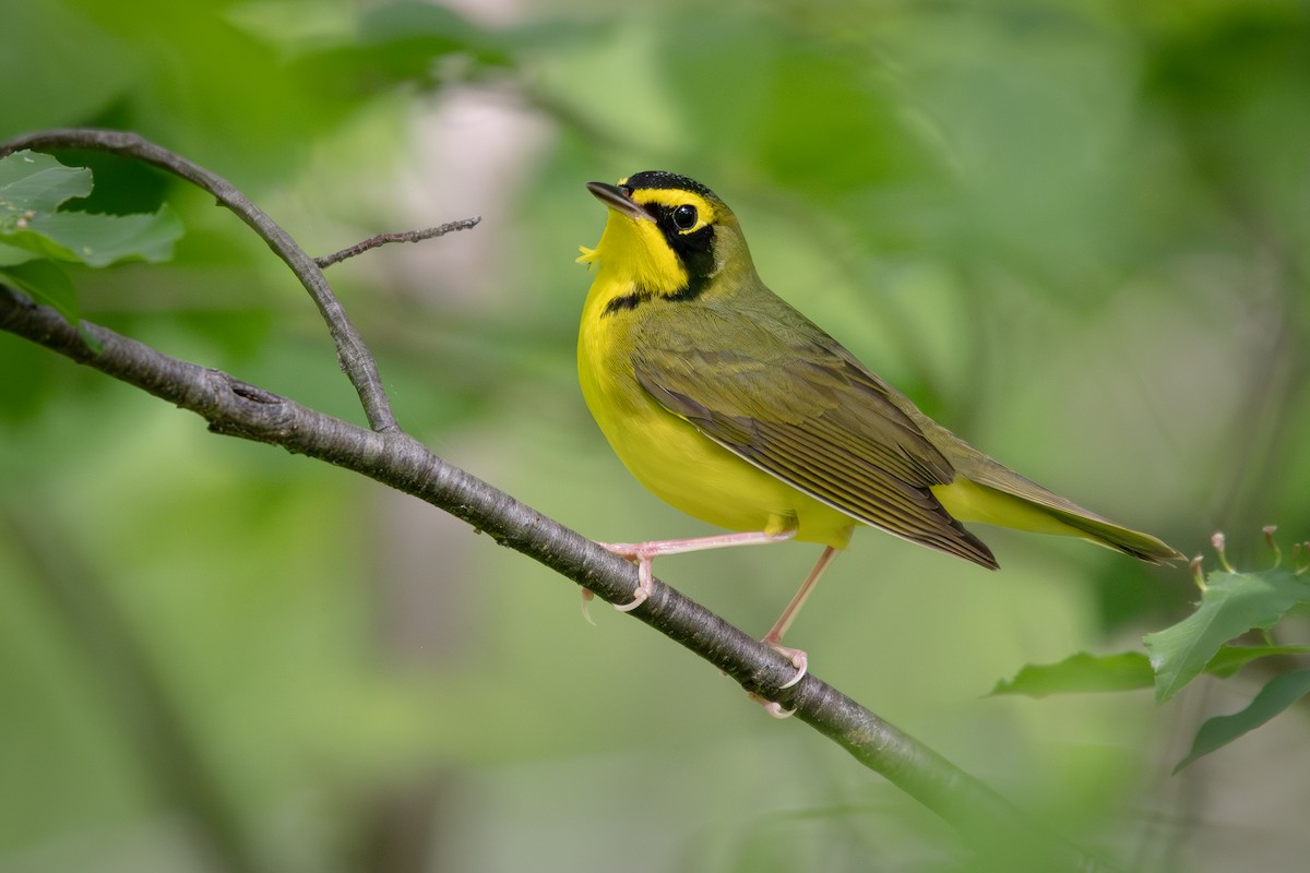 Kentucky Warbler - ML656129231