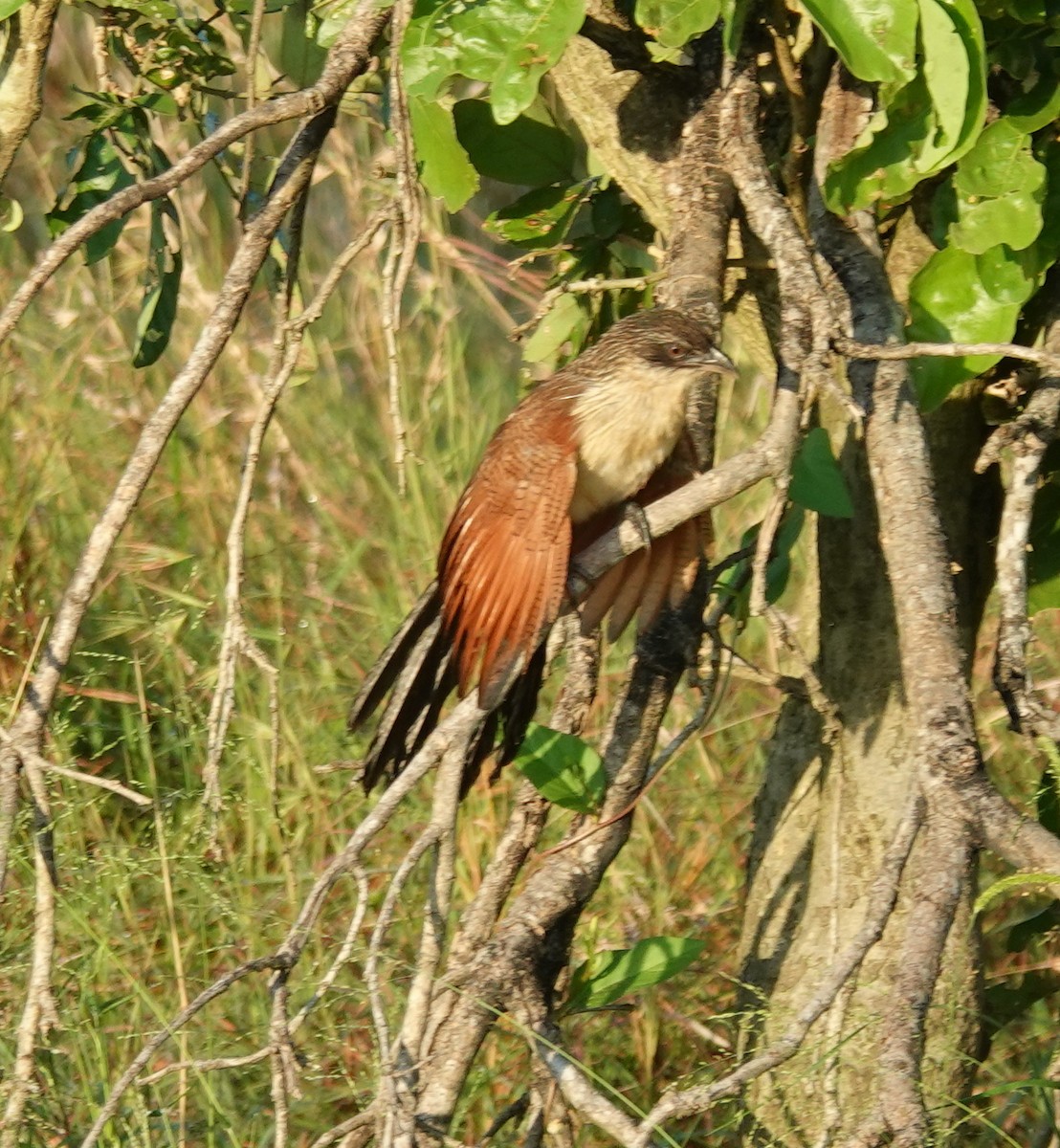 Burchell's Coucal - ML656130500