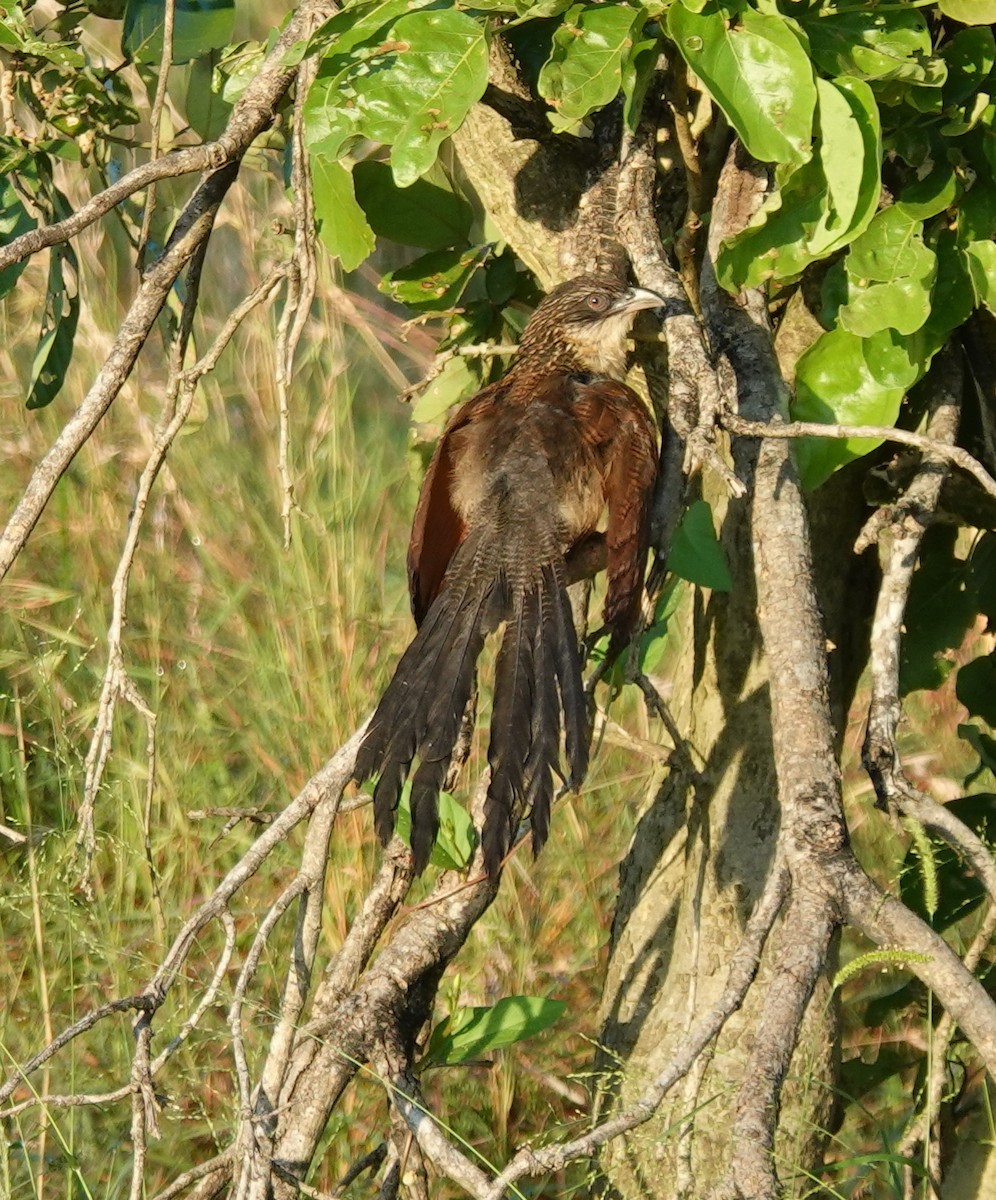 Burchell's Coucal - ML656130501