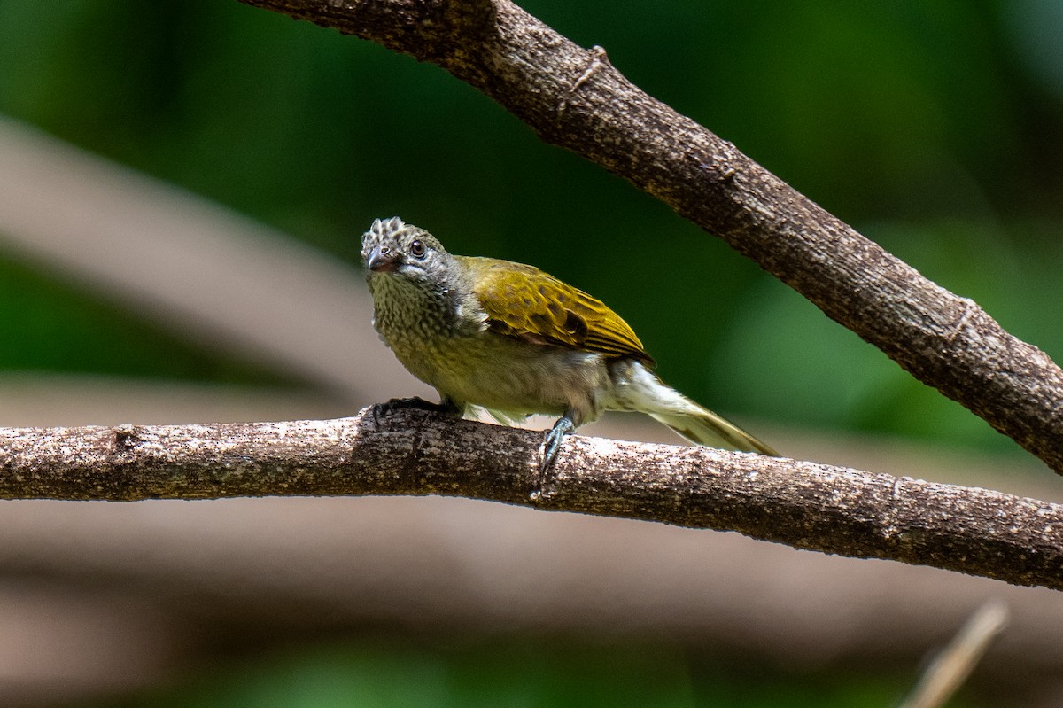 Scaly-throated Honeyguide - ML656130750